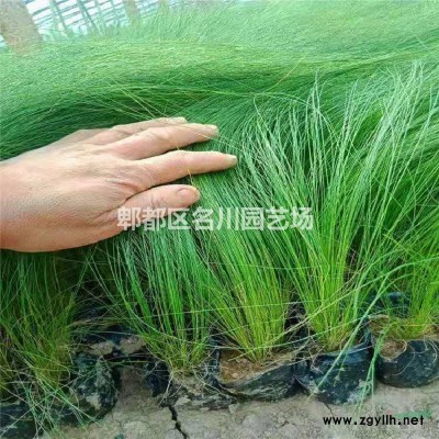 重慶千層金種子基地_金葉紅千層球_紅茶樹(shù)袋苗_金葉串錢柳_黃金香柳球_千層金綠籬