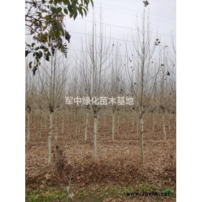 火棘工程用苗！火棘價格、火棘行情、火棘圖片