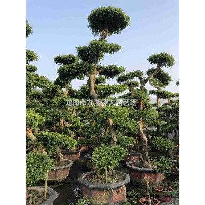 炮仗花鞭炮花價格爬藤炮仗花供應(yīng) *庭院植物工程綠化炮仗