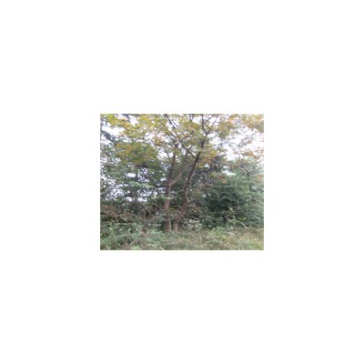 紫薇 桂花、廣玉蘭、楓香、樸樹