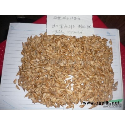 供應琵琶小苗