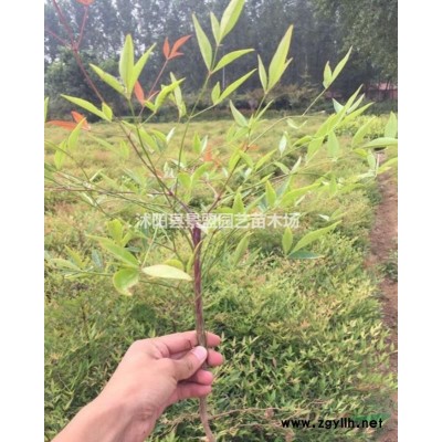 3.5公分翠竹哪里*多？