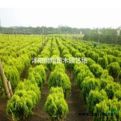 5公分竹子價格5公分竹子價格報價