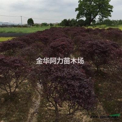 大量供應供應紅葉石楠球、紅花繼木球、金森女貞球