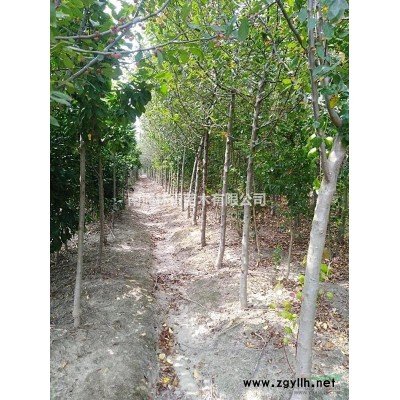 緊急處理占地4--5公分廣玉蘭，價格優惠