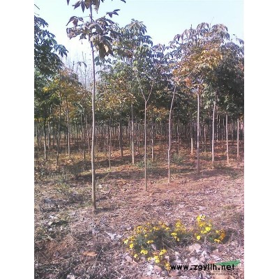 河南山茱萸價(jià)格