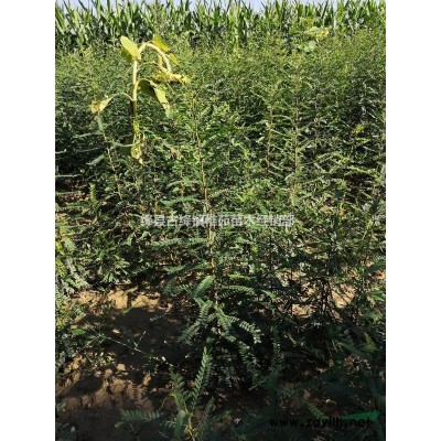 一年藥用連翹苗價格，二年藥用連翹苗價格，三年藥用連翹苗價格優惠批發