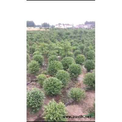 運輸小葉女貞注意事項