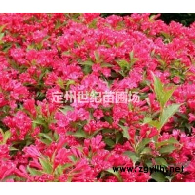 側柏簡介  側柏批發  河北側柏價格  河北側柏產地  定州側柏農戶報價