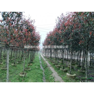福建地區(qū)供應地徑3-6公分羅漢松