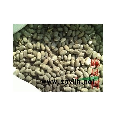 紅豆杉 江西紅豆杉*新報價 紅豆杉規(guī)格*