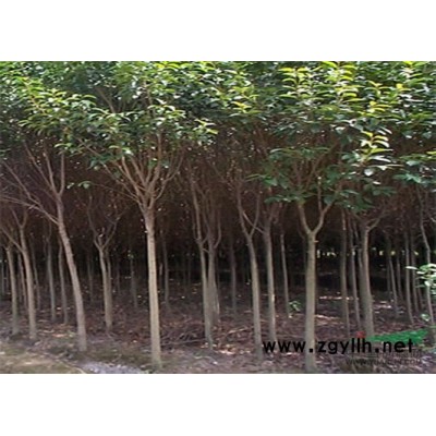 目前小紫薇價(jià)格怎么樣 2-3公分的紫薇價(jià)格咨詢