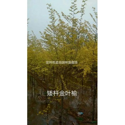 賣；側柏，沙地柏，檜柏，檜柏球，衛(wèi)矛，水蠟