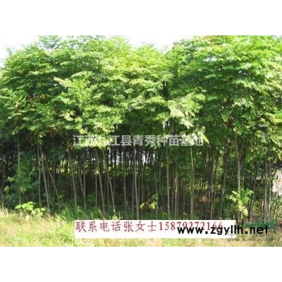 江西九江大葉女貞苗木出售，大葉女貞批發，大葉女貞供貨電話