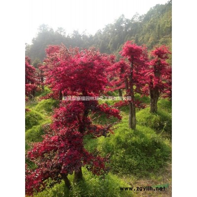 中國紅豆杉之鄉福建明溪紅豆杉
