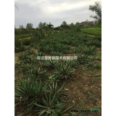 供應法桐 楊樹 柳樹 櫸樹 黃金槐 七葉樹