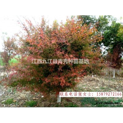 江西九江小葉女貞苗木供應，小葉女貞批發，小葉女貞供貨電話，