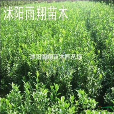 沭陽蜀檜報價，種植蜀檜價格報價