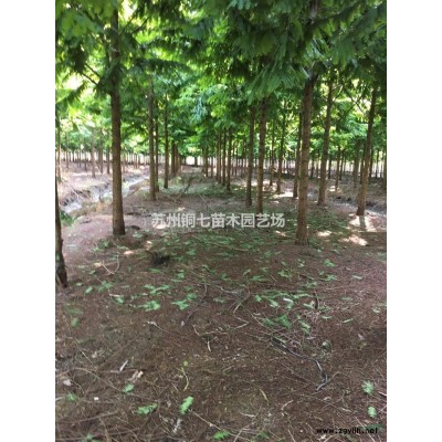 蘇州基地供應冠一米的金森女貞球低價供應/現有2000個金森女貞球供應