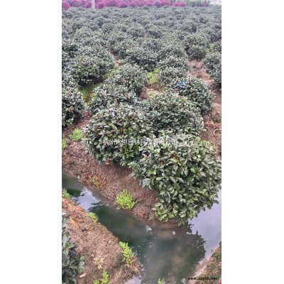 蕭山杜鵑  黃楊  毛鵑出售