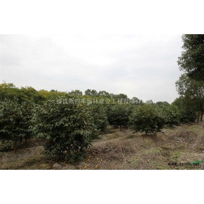 茶梅，浙江茶梅供應(yīng)，茶梅價格，茶梅圖片，浙江茶梅價格