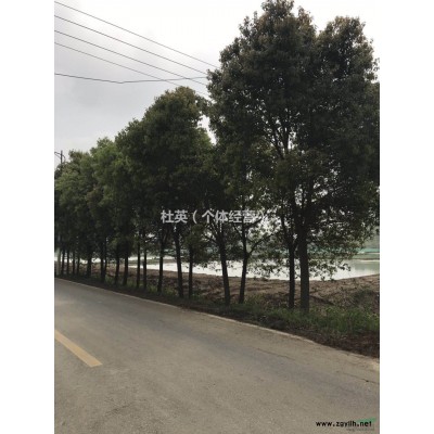 大量供應(yīng)香樟、垂柳