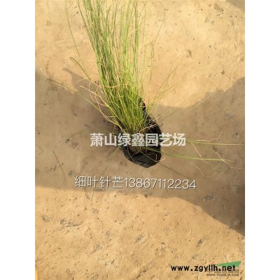 大量供應80-150精品金森女貞球