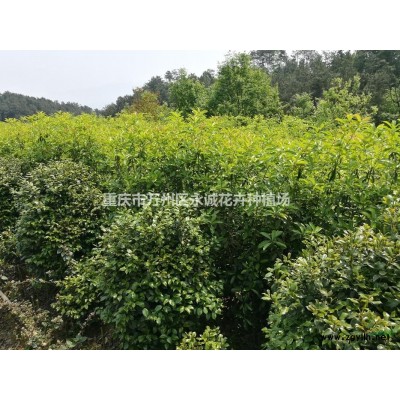 大量供應(yīng)枸枳苗