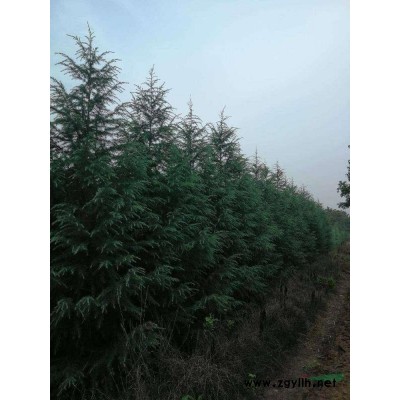 紅葉石楠樹