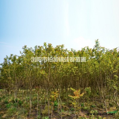 湖南叢生香樟/叢生香樟價(jià)格/精品叢生香樟雨季工程樹(shù)供應(yīng)