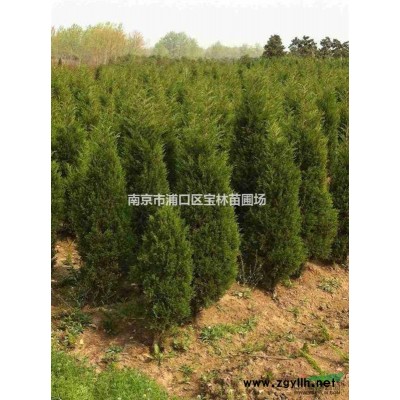 長期大量供應80至3米蜀檜