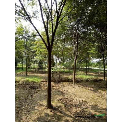 桐鄉(xiāng)市石門鎮(zhèn)中山杉2-6公分