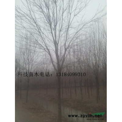30公分饅頭柳價(jià)格報(bào)價(jià)多少單價(jià)