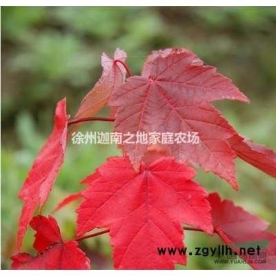 紅葉石楠球