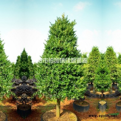 瀏陽(yáng)中華蚊母造型樹(shù)/*優(yōu)質(zhì)中華蚊母/湖南精品中華蚊母
