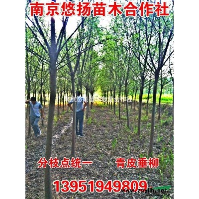 專業供應本石楠球，精品紅葉石楠球，紅葉石楠小苗，高桿紅葉石楠
