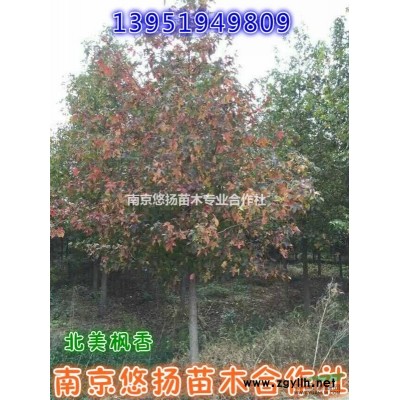 南京蜀檜，蜀檜基地直接批發1米蜀檜1.5米蜀檜，2米蜀檜龍柏