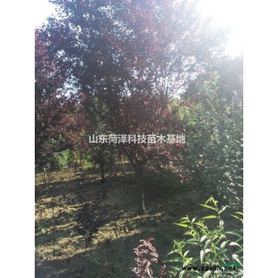 8公分合歡價(jià)格7公分合歡價(jià)格6公分合歡價(jià)格