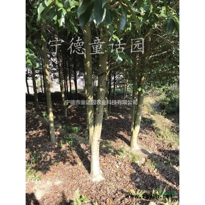 紅葉李，各種規(guī)格紅葉李，紫葉李