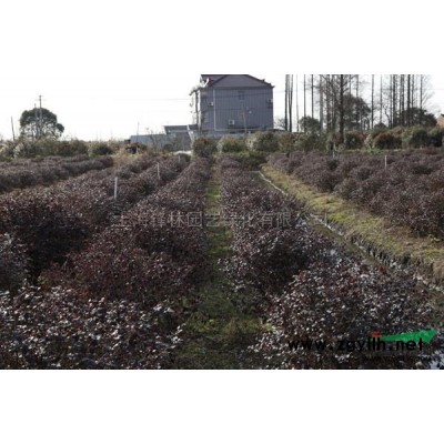 香樟5行情報(bào)價(jià)\香樟5圖片展示