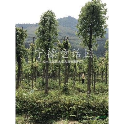 紅葉石楠，各種規(guī)格紅葉石楠
