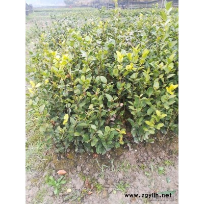 江西新余供應(yīng)25-70公分油茶苗