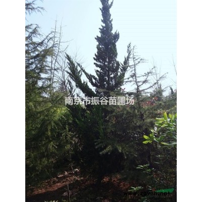 南京地區供應1.5米精品紅葉石楠球