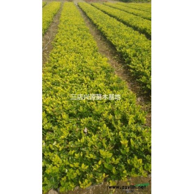 供應(yīng)紅葉石楠球、紅花繼木球、金色女貞各種球類