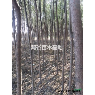 供應柳樹苗 遼寧柳樹苗 柳樹苗基地