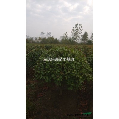 茶花供應(yīng)