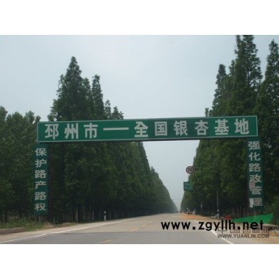 供應(yīng)銀杏樹(shù)