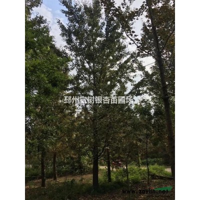 實生銀杏樹（我提供綠色，你種植希望）