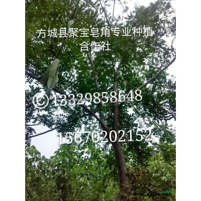 河南五十萬皂角小苗出售，價(jià)格優(yōu)廉介紹