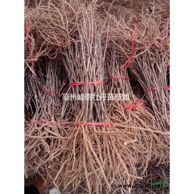 大量供應油用牡丹芍藥觀賞牡丹1——5年苗